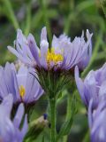 семейство Asteraceae. Соцветия. Приморский край, Ольгинский р-н, окр. с. Милоградово. 14.08.2009.