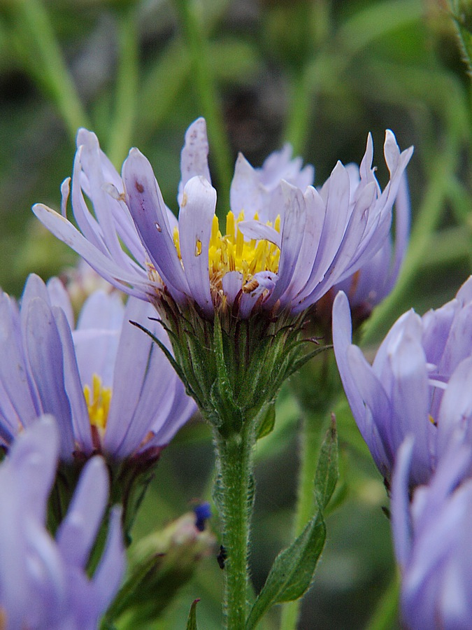 Изображение особи семейство Asteraceae.