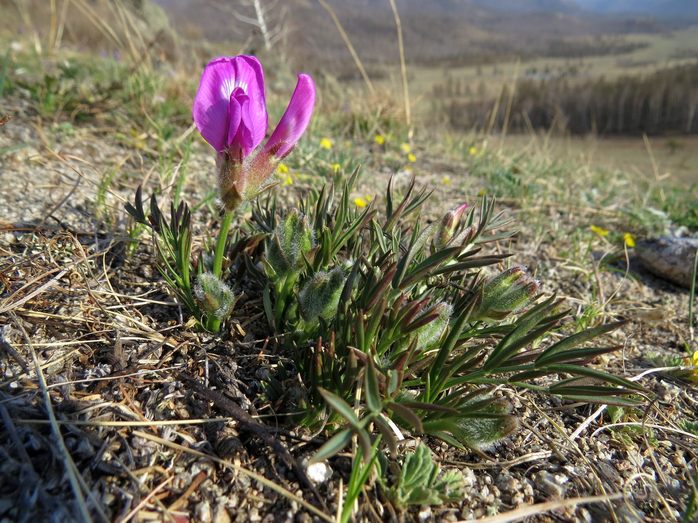 Image of Oxytropis nuda specimen.