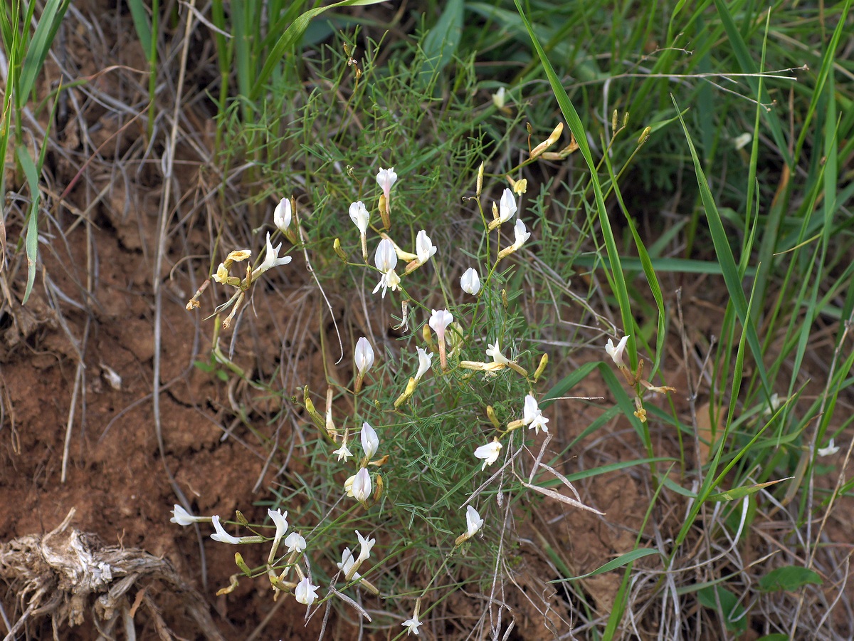 Изображение особи Astragalus ucrainicus.