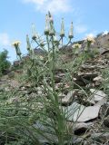 Scorzonera bracteosa. Цветущее растение с корзинками на разной стадии развития. Казахстан, хр. Сырдарьинский Каратау, верховья ущ. Беркара, склон сев.-зап. экспозиции, ≈ 1000 м н.у.м., осыпь. 27 мая 2021 г.
