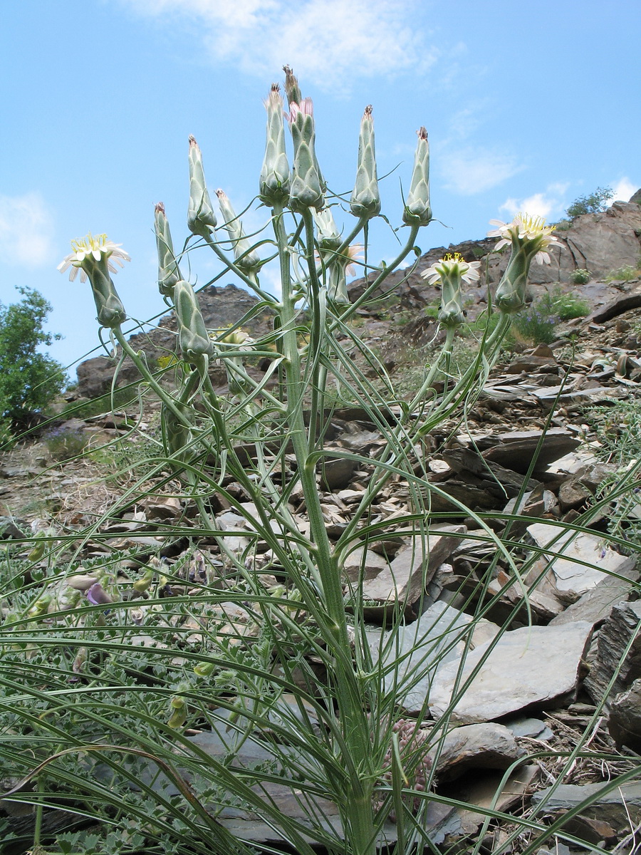 Image of Scorzonera bracteosa specimen.