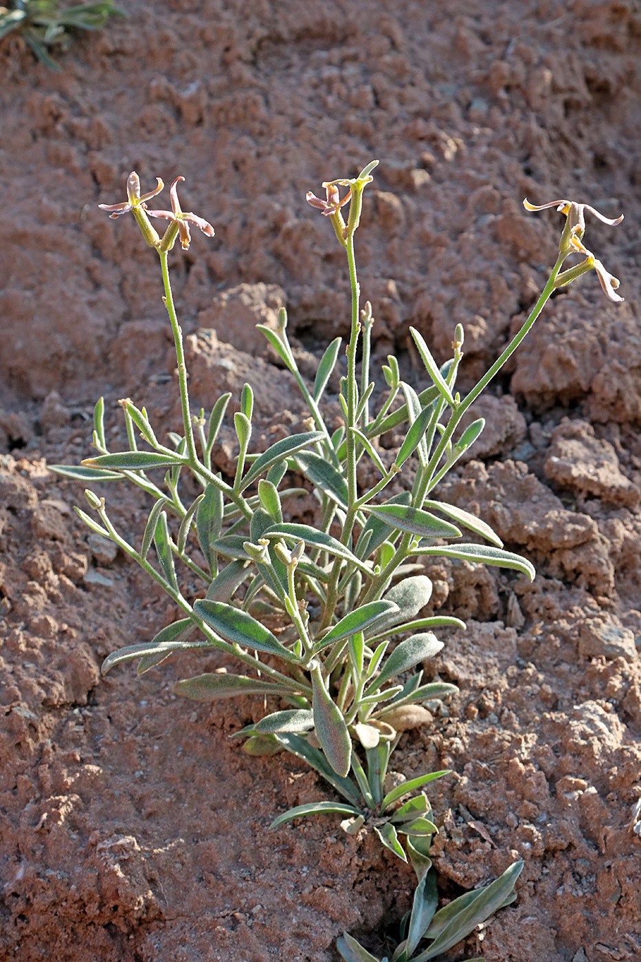 Image of Matthiola integrifolia specimen.