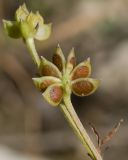 Ranunculus trachycarpus