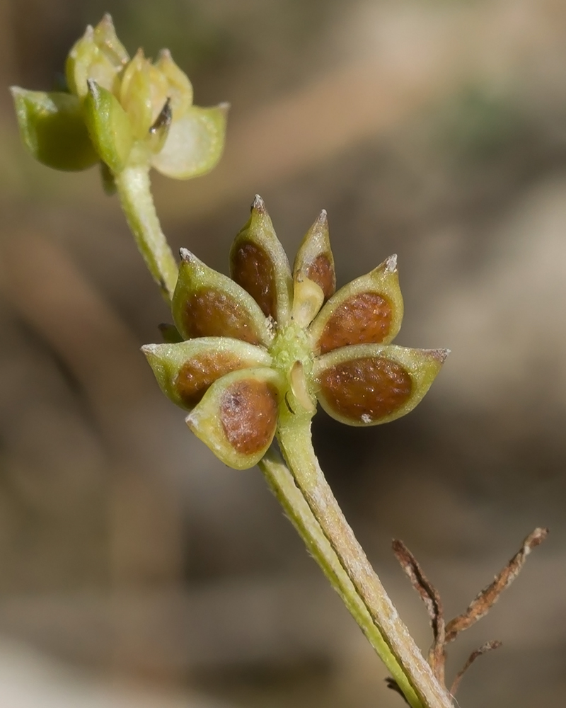 Image of Ranunculus trachycarpus specimen.