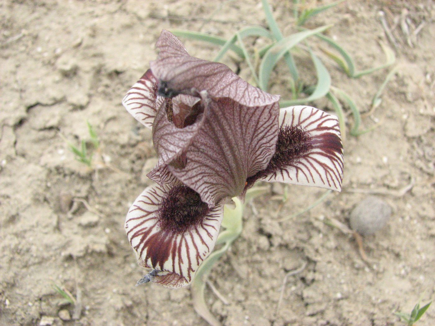 Изображение особи Iris acutiloba.