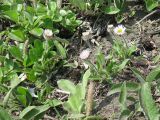 Erigeron komarovii
