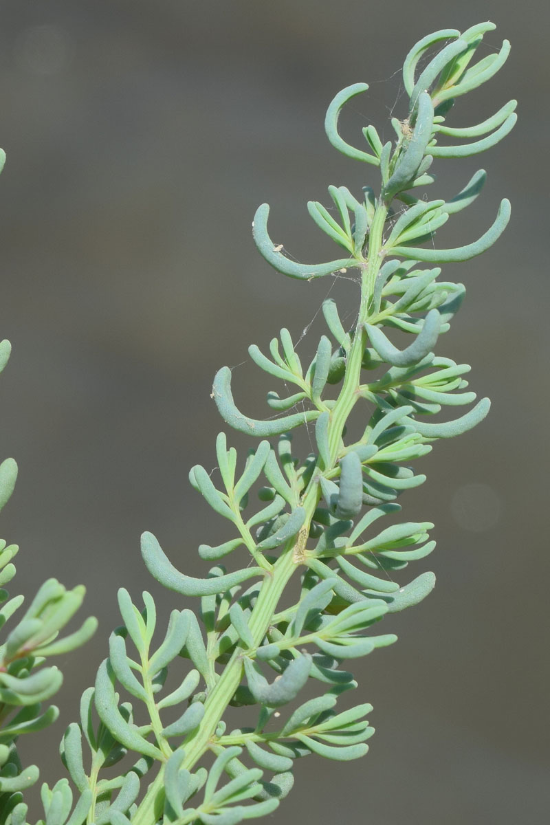 Image of Suaeda crassifolia specimen.