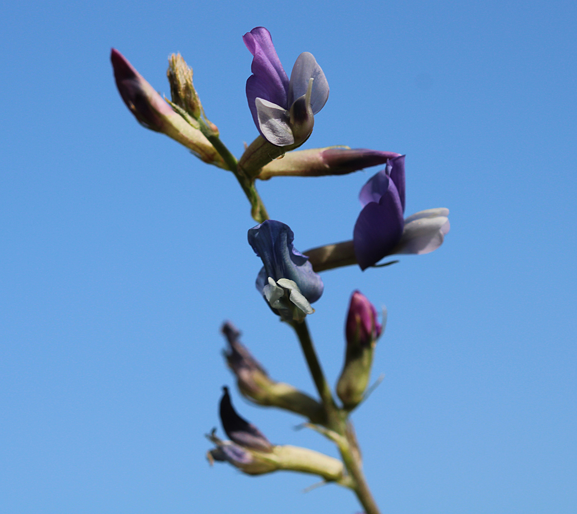 Изображение особи Oxytropis capusii.