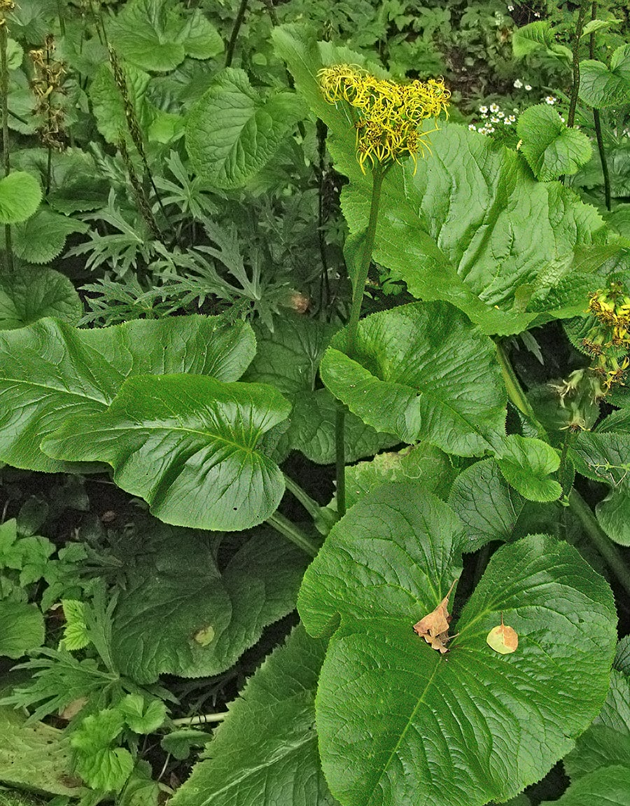 Image of genus Ligularia specimen.