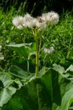 Petasites radiatus. Верхушка плодоносящего побега и части листьев. Свердловская обл., Красноуфимский округ, Саргаинский сельский совет, окр. пос. Саргая, на мелководье. 14 июня 2021 г.