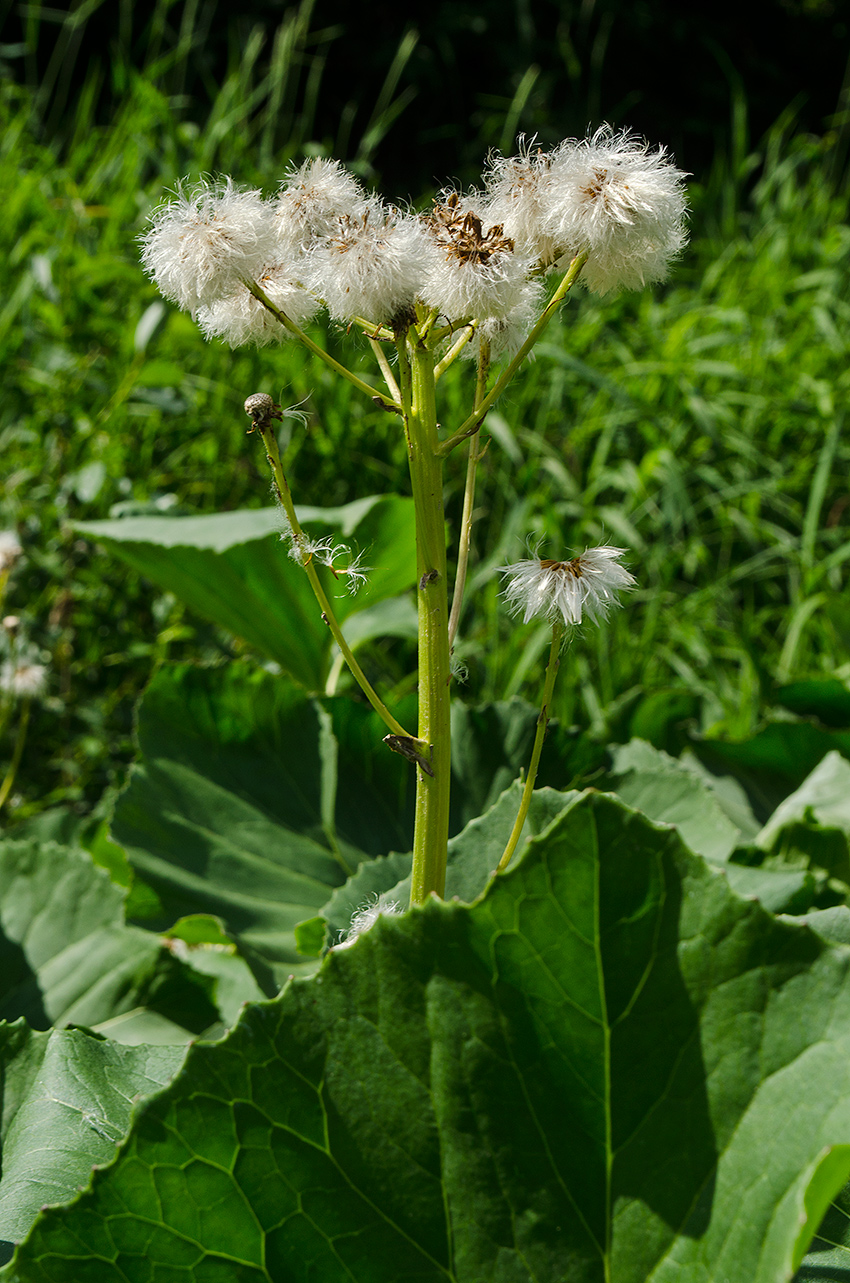 Изображение особи Petasites radiatus.