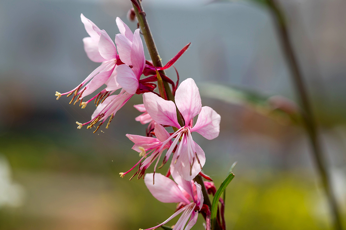 Image of Gaura lindheimeri specimen.