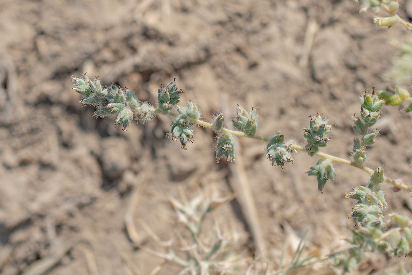 Изображение особи Halocharis hispida.