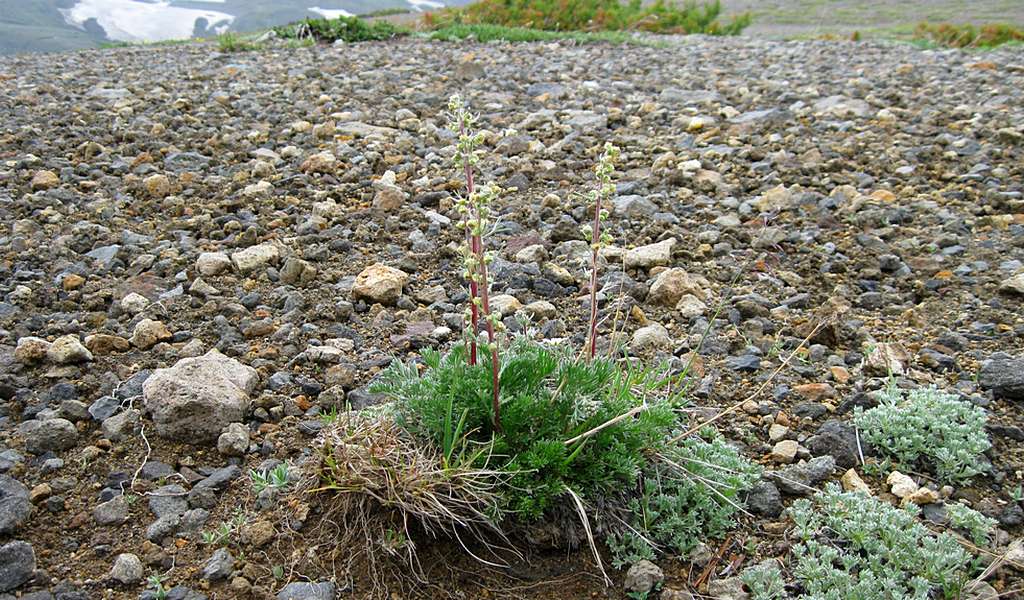 Image of Artemisia borealis specimen.