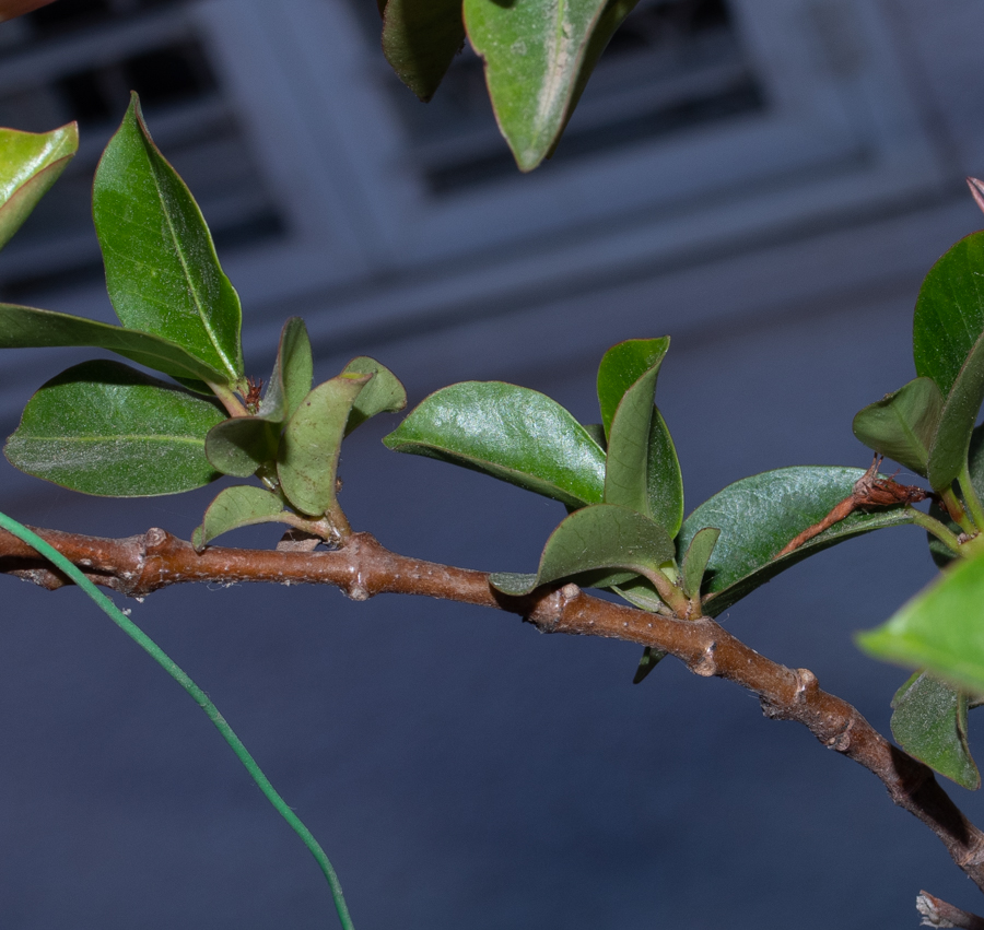 Image of Mandevilla sanderi specimen.