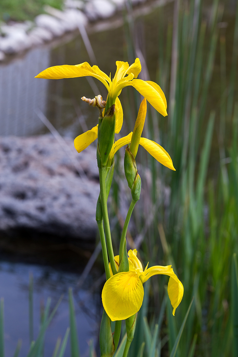 Изображение особи Iris pseudacorus.