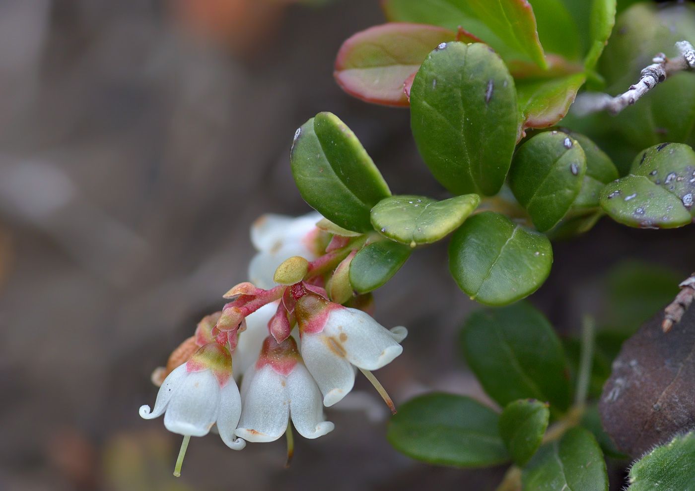 Изображение особи Vaccinium vitis-idaea.