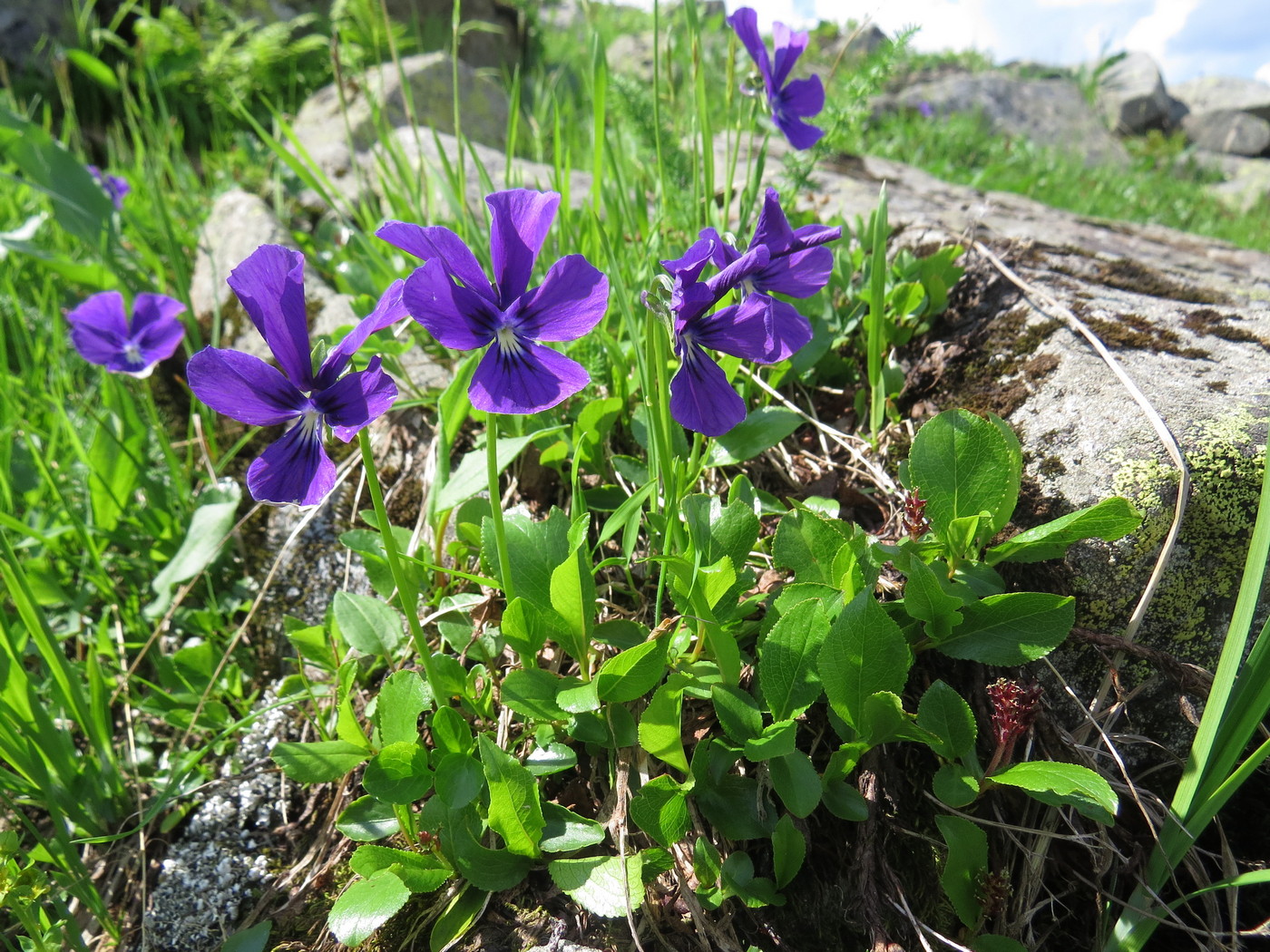 Изображение особи Viola altaica.