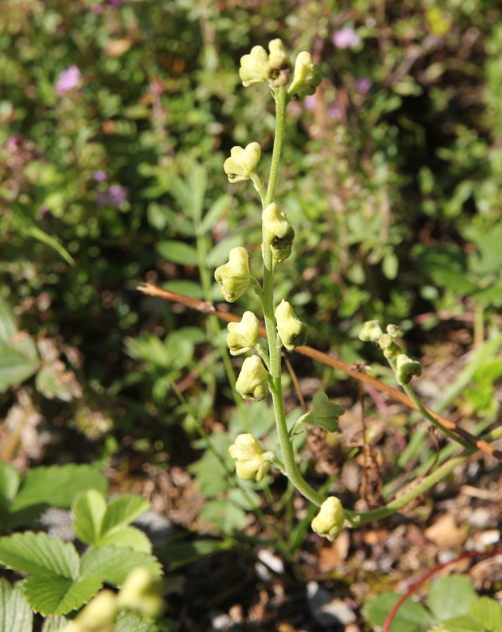 Image of Aconitum barbatum specimen.