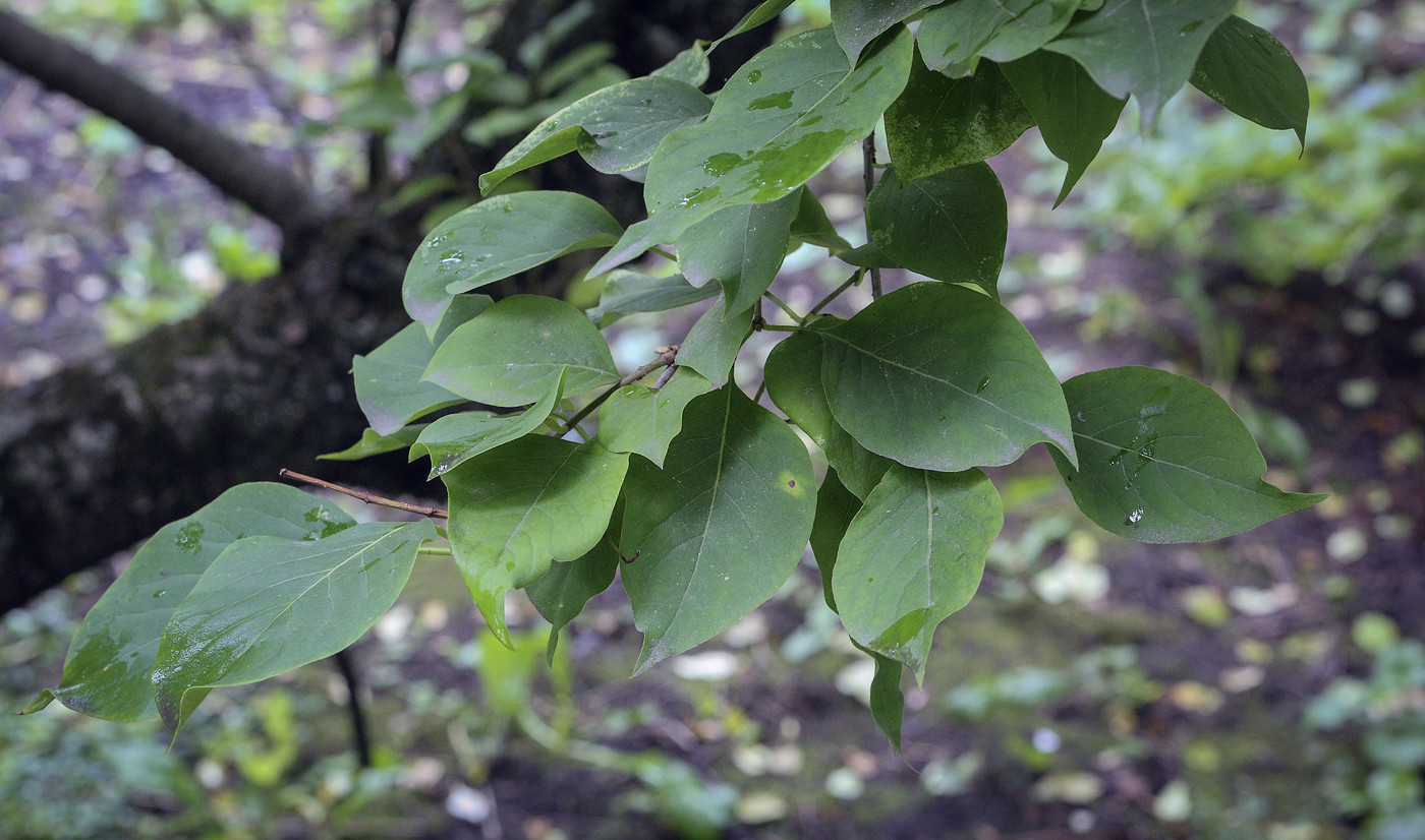 Изображение особи Syringa reticulata ssp. pekinensis.