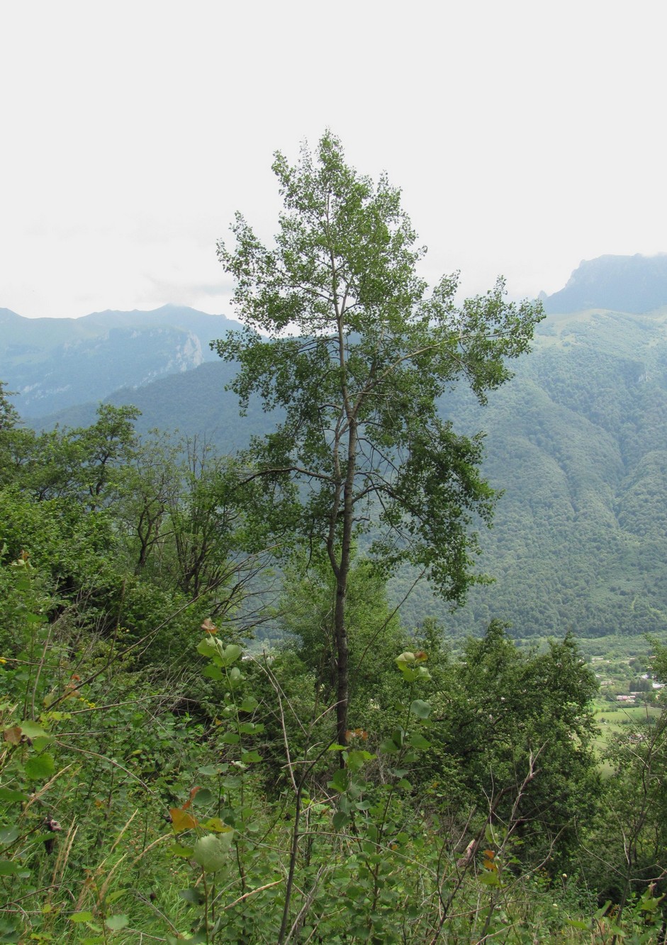 Изображение особи Populus tremula.