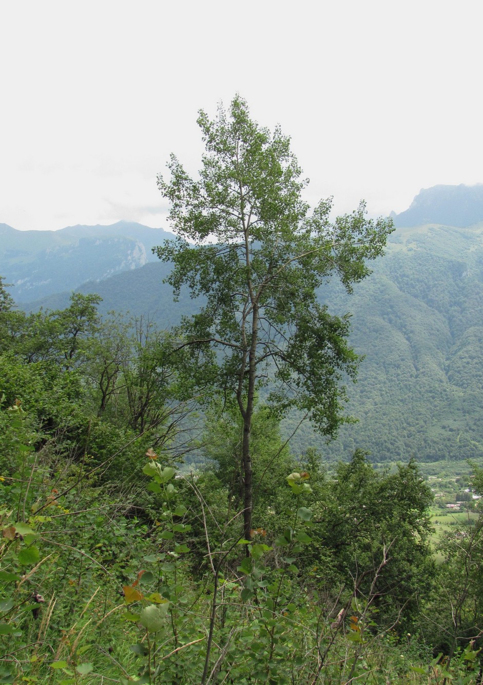 Image of Populus tremula specimen.