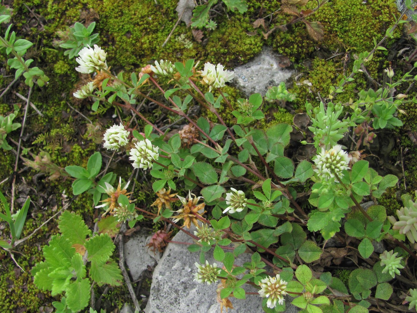 Image of Trifolium tumens specimen.