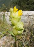 Rhinanthus aestivalis. Верхушка побега с соцветием. Кабардино-Балкария, Черекский р-н, Кабардино-Балкарский высокогорный заповедник, Черек-Безенгийское ущелье, ≈ 1600 м н.у.м., левый берег реки Черек-Хуламский. 18.08.2021.