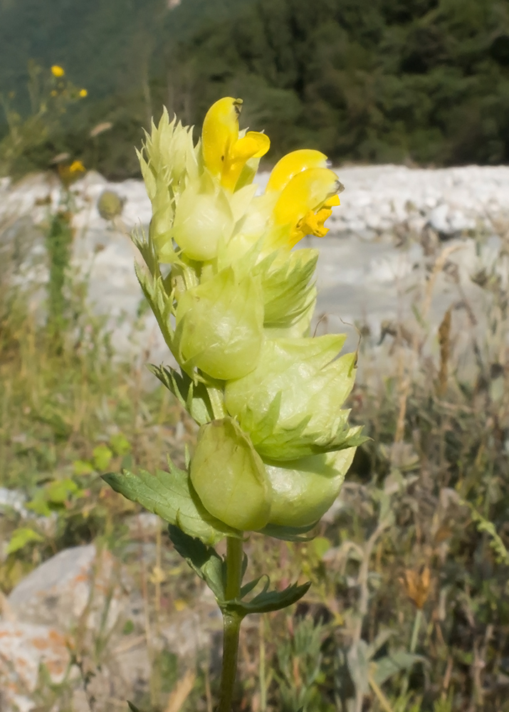 Изображение особи Rhinanthus aestivalis.