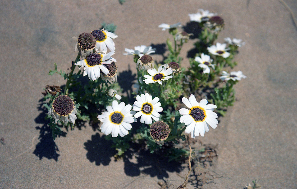 Изображение особи семейство Asteraceae.