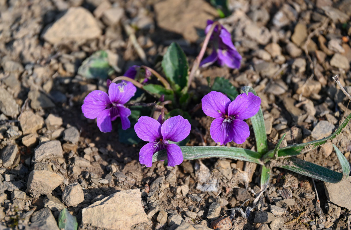 Изображение особи Viola somchetica.