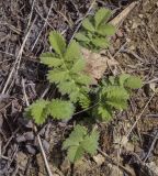 Agrimonia eupatoria. Вегетирующее растение. Пермский край, Кунгурский р-н, ур. Подкаменная гора, разнотравный луг вдоль крутого склона. 06.05.2022.
