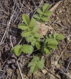 Agrimonia eupatoria