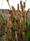 Equisetum arvense. Верхушки генеративных и молодых вегетативных побегов. Магаданская обл., окр. г. Магадан, побережье бухты Гертнера, около разрушенного здания. 26.05.2018.