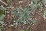 Erodium acaule