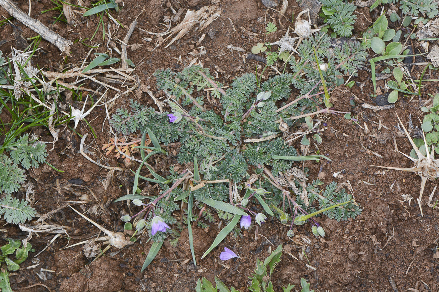 Изображение особи Erodium acaule.