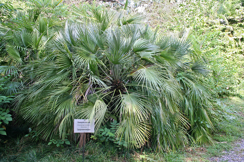 Изображение особи Chamaerops humilis.