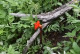 Phelypaea coccinea. Цветущее растение. Республика Ингушетия, Джейрахский р-н, окр. ур. Дакхала, высота ок. 2060 м н.у.м., поляна в смешанном лесу (в основном, берёза и немного сосен), луг на довольно крутом склоне. 18 июня 2022 г.