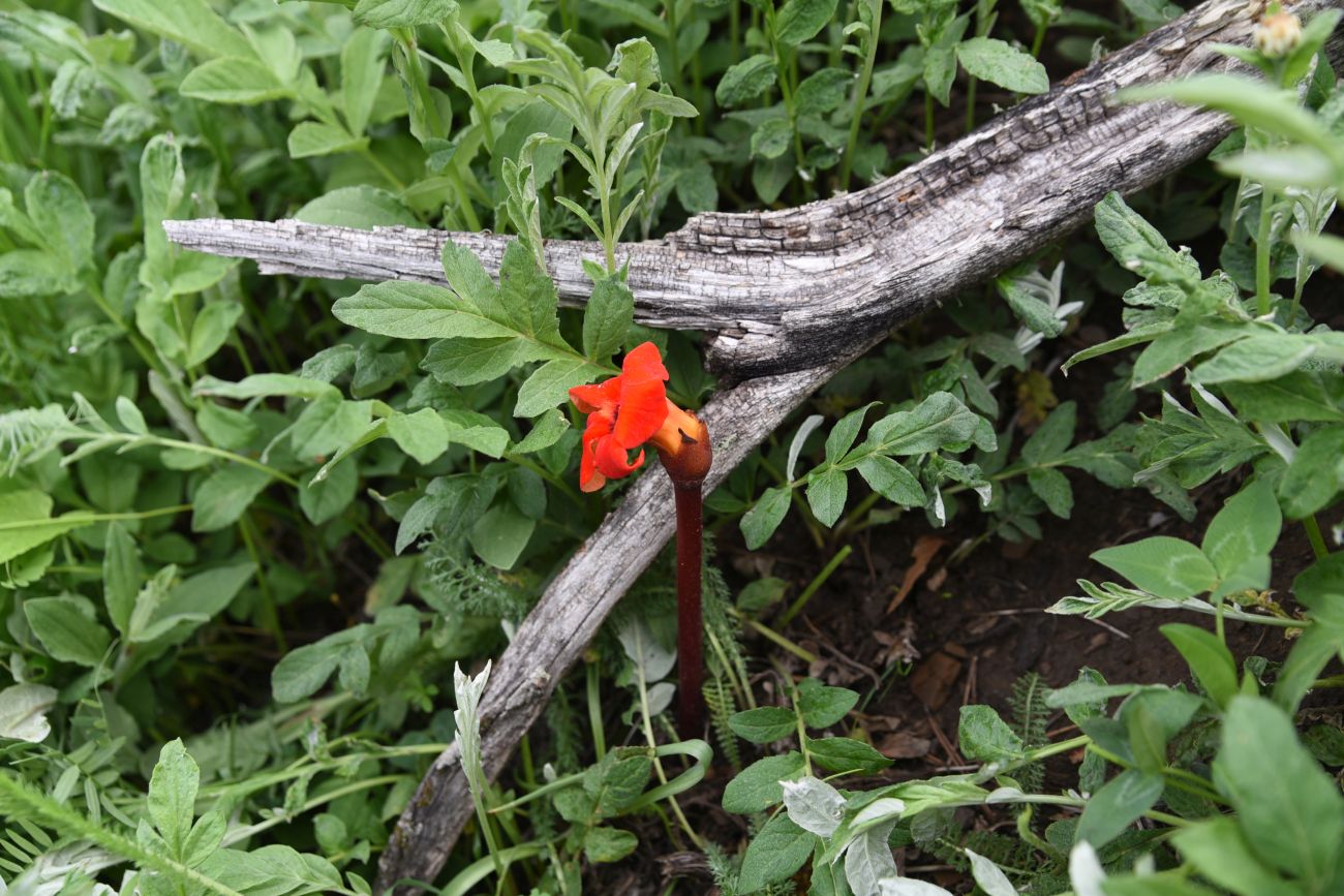 Image of Phelypaea coccinea specimen.