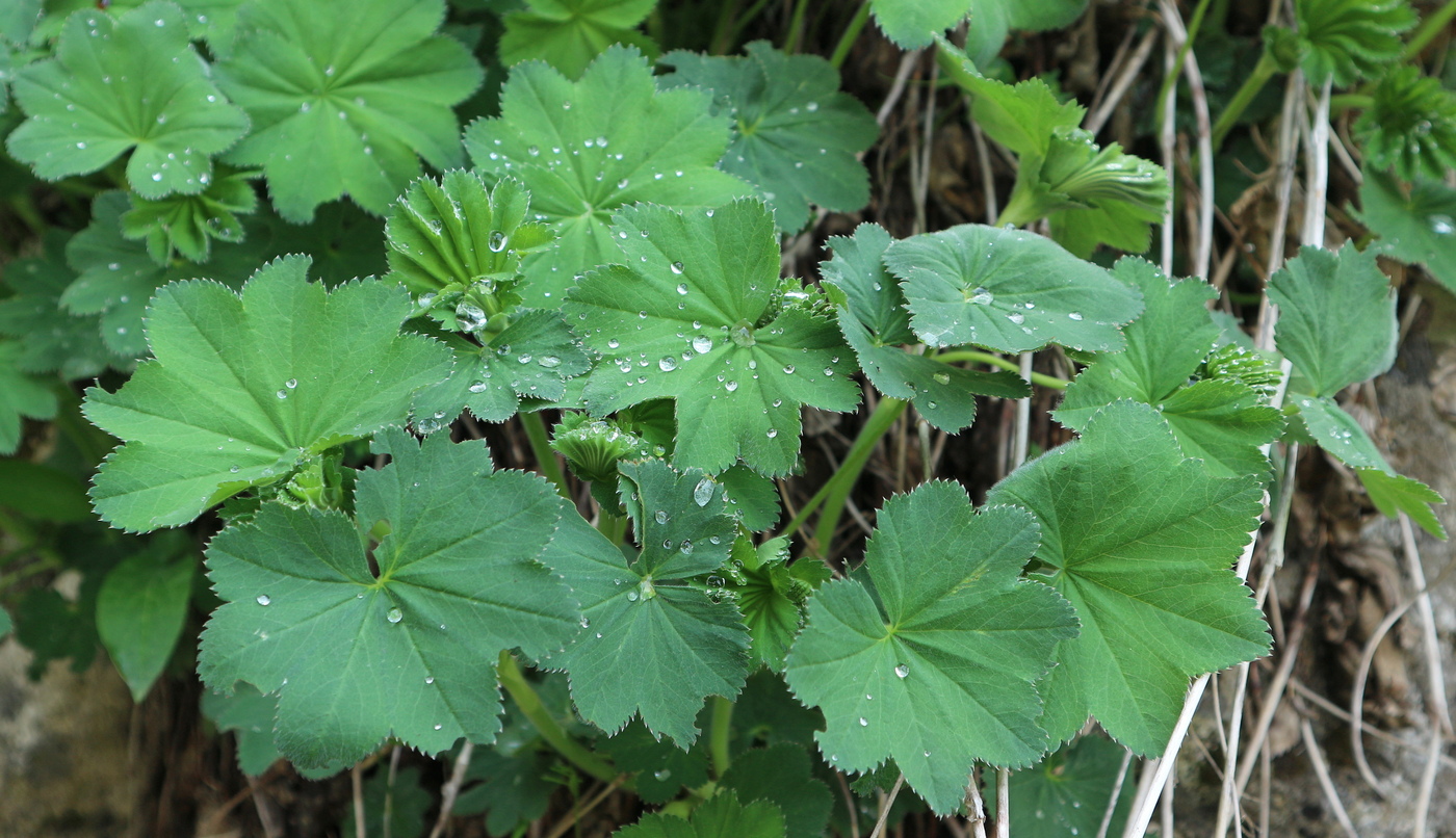 Изображение особи род Alchemilla.