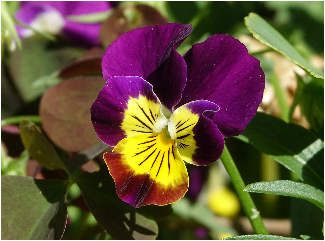 Image of Viola wittrockiana specimen.