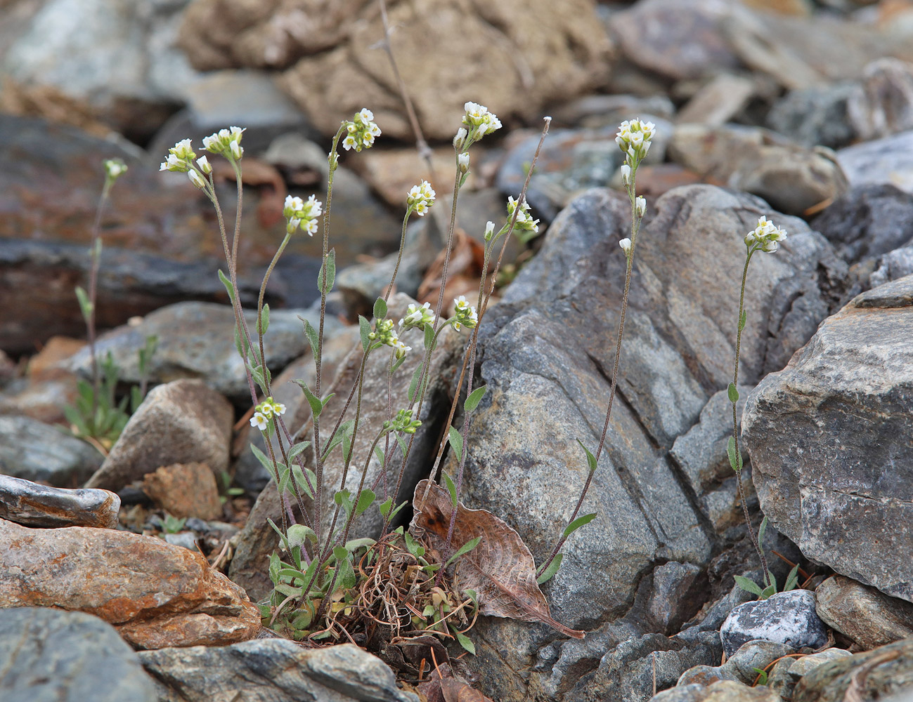 Image of Draba cana specimen.