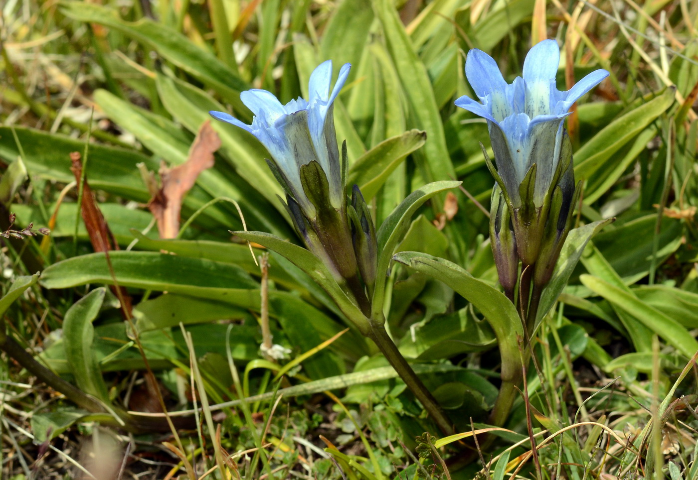 Изображение особи Gentiana kaufmanniana.