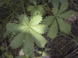 Potentilla thuringiaca