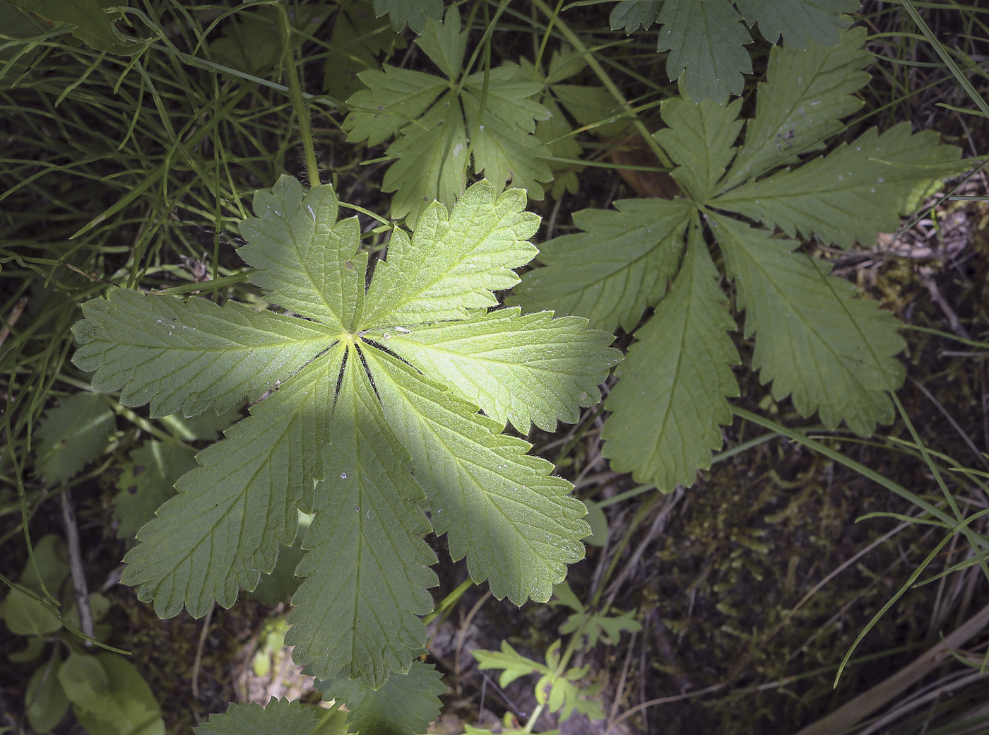 Image of Potentilla thuringiaca specimen.