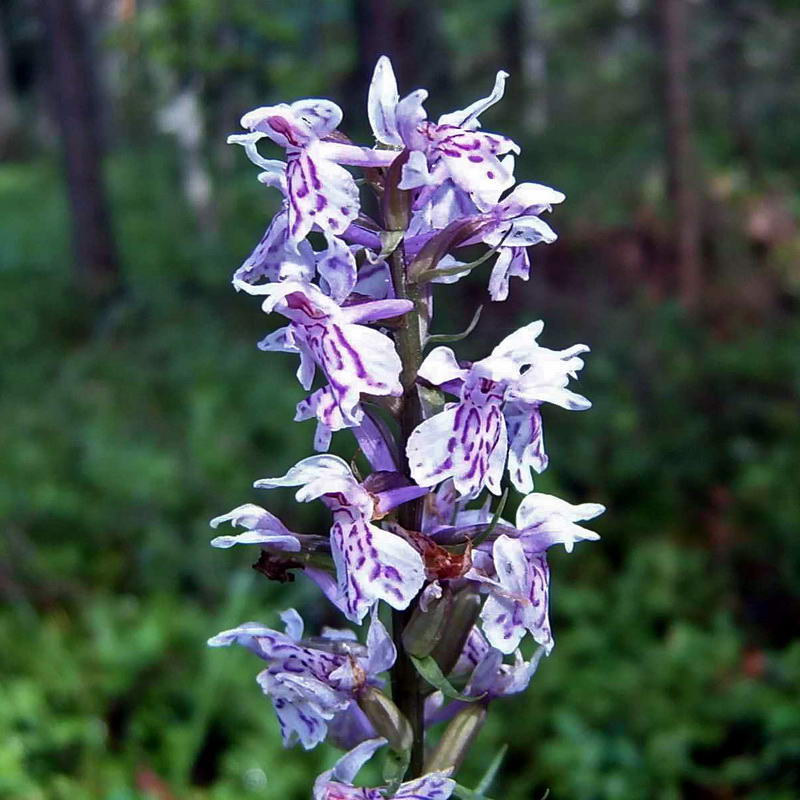 Image of Dactylorhiza fuchsii specimen.