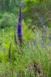 Veronica spicata subspecies bashkiriensis. Верхушка цветущего растения. Республика Башкортостан, Белокатайский р-н, Белянковский сельсовет, окр. дер. Перевоз, долина р. Уфа, вершина Тимофеева Камня. 2 июля 2022 г.