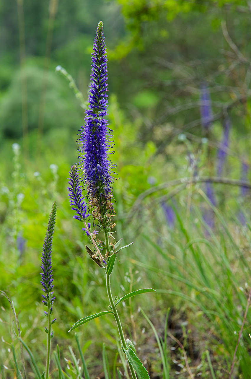Image of Veronica spicata ssp. bashkiriensis specimen.