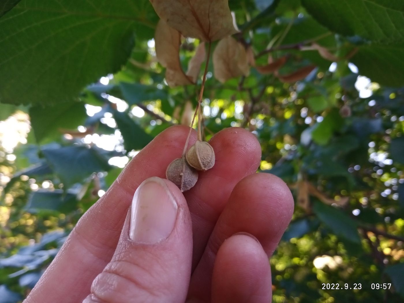 Image of Tilia europaea specimen.